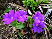 Spettacolo di fiori e marmotte sui sentieri per i Laghetti di Ponteranica – 18magg22  - FOTOGALLERY